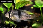 guianacara geayi guianacara geayi