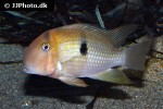 guianacara geayi guianacara geayi