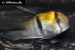 guianacara owroewefi guianacara owroewefi