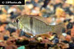 guianacara owroewefi guianacara owroewefi