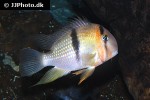 guianacara owroewefi guianacara owroewefi