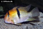 guianacara owroewefi guianacara owroewefi