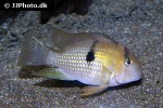 guianacara owroewefi guianacara owroewefi