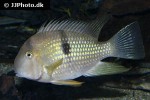 guianacara owroewefi guianacara owroewefi