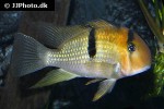 guianacara owroewefi guianacara owroewefi