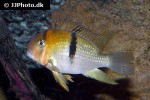 guianacara owroewefi guianacara owroewefi