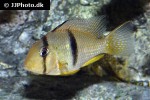 guianacara sphenozona guianacara sphenozona