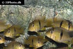 guianacara sphenozona guianacara sphenozona