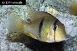guianacara sphenozona guianacara sphenozona