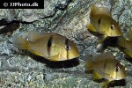 guianacara sphenozona guianacara sphenozona