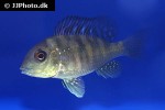 gymnogeophagus balzanii gymnogeophagus balzanii