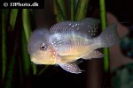 gymnogeophagus balzanii gymnogeophagus balzanii
