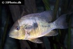 gymnogeophagus balzanii gymnogeophagus balzanii