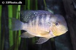 gymnogeophagus balzanii gymnogeophagus balzanii
