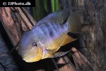 gymnogeophagus balzanii gymnogeophagus balzanii