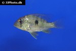 gymnogeophagus balzanii gymnogeophagus balzanii