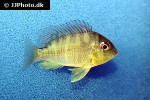 gymnogeophagus balzanii gymnogeophagus balzanii