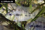 gymnogeophagus balzanii gymnogeophagus balzanii