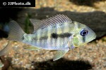 gymnogeophagus balzanii gymnogeophagus balzanii