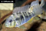 gymnogeophagus balzanii gymnogeophagus balzanii