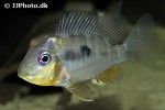 gymnogeophagus balzanii gymnogeophagus balzanii