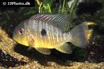 gymnogeophagus balzanii gymnogeophagus balzanii
