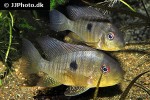 gymnogeophagus balzanii gymnogeophagus balzanii