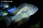 gymnogeophagus caaguazuensis gymnogeophagus caaguazuensis