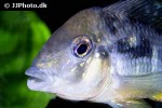 gymnogeophagus caaguazuensis gymnogeophagus caaguazuensis