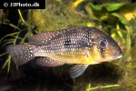 gymnogeophagus gymnogenys gymnogeophagus gymnogenys