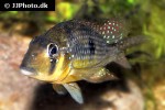 gymnogeophagus gymnogenys gymnogeophagus gymnogenys