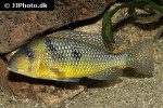 gymnogeophagus gymnogenys gymnogeophagus gymnogenys
