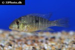 gymnogeophagus labiatus gymnogeophagus labiatus