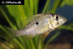gymnogeophagus labiatus gymnogeophagus labiatus
