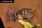 gymnogeophagus meridionalis gymnogeophagus meridionalis