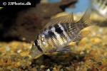gymnogeophagus species blue neon gymnogeophagus species blue neon