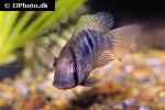 gymnogeophagus species blue neon gymnogeophagus species blue neon