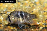 gymnogeophagus species blue neon gymnogeophagus species blue neon
