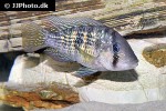 gymnogeophagus species las pavas gymnogeophagus species las pavas