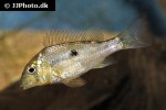 gymnogeophagus species santa lucia chico gymnogeophagus species santa lucia chico