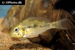 gymnogeophagus species santa lucia chico gymnogeophagus species santa lucia chico