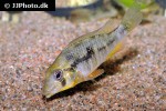 gymnogeophagus species sauce de solis gymnogeophagus species sauce de solis