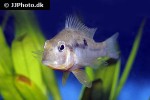 gymnogeophagus species sauce de solis gymnogeophagus species sauce de solis