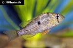 gymnogeophagus tiraparae gymnogeophagus tiraparae