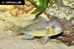 gymnogeophagus tiraparae gymnogeophagus tiraparae