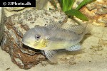 gymnogeophagus tiraparae gymnogeophagus tiraparae