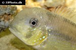 gymnogeophagus tiraparae gymnogeophagus tiraparae