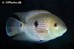 heroina isonycterina heroina isonycterina
