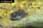 heroina isonycterina heroina isonycterina