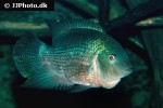 heroina isonycterina heroina isonycterina